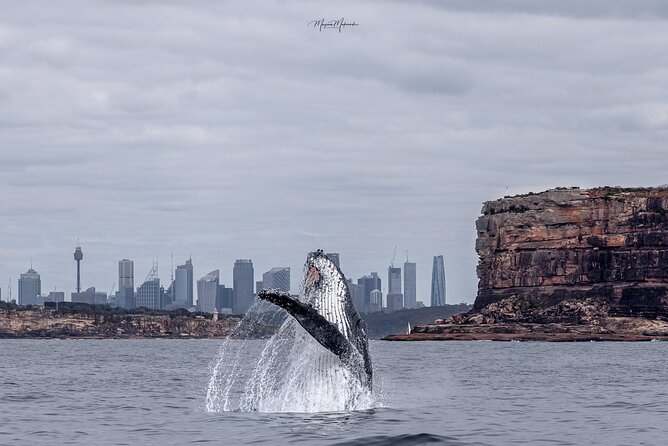 Whale Watching Boat Trip in Sydney - Key things to know before you book