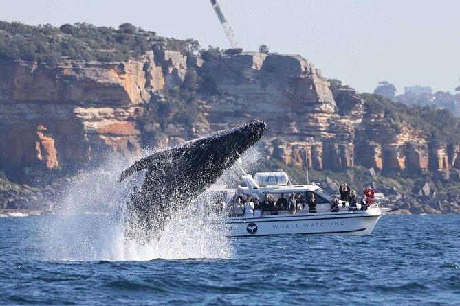 Whale Watching Boat Trip in Sydney - From King Street Wharf to Sydney Heads