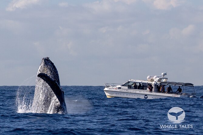 Whale Watching Boat Trip in Sydney - Commentary from a crew that loves whales