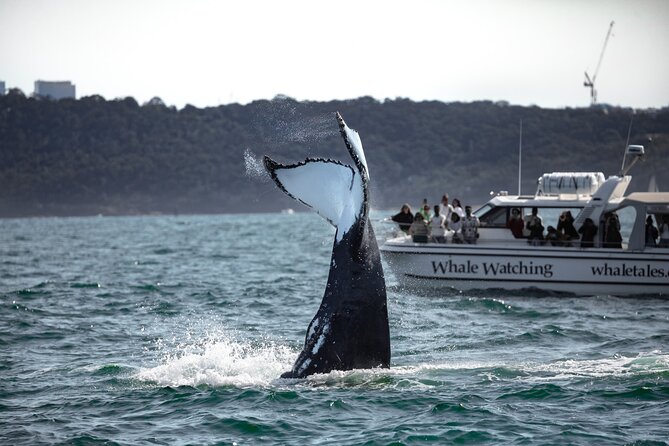 Whale Watching Boat Trip in Sydney - Dolphins, calves, and the luck factor
