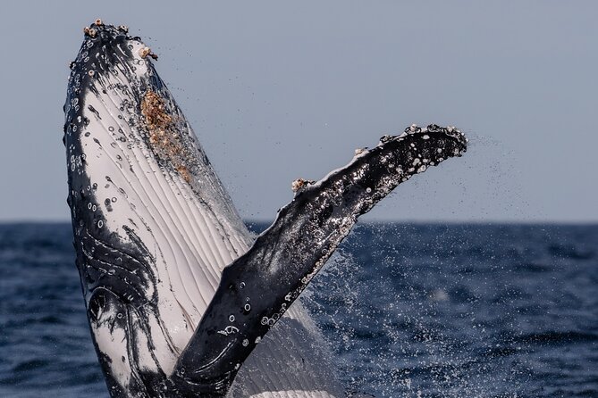 Whale Watching Boat Trip in Sydney - Is $99.70 good value?
