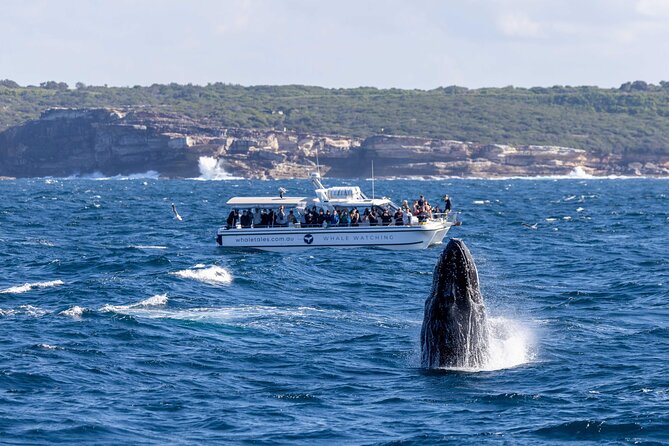 Whale Watching Boat Trip in Sydney - Choosing morning or afternoon