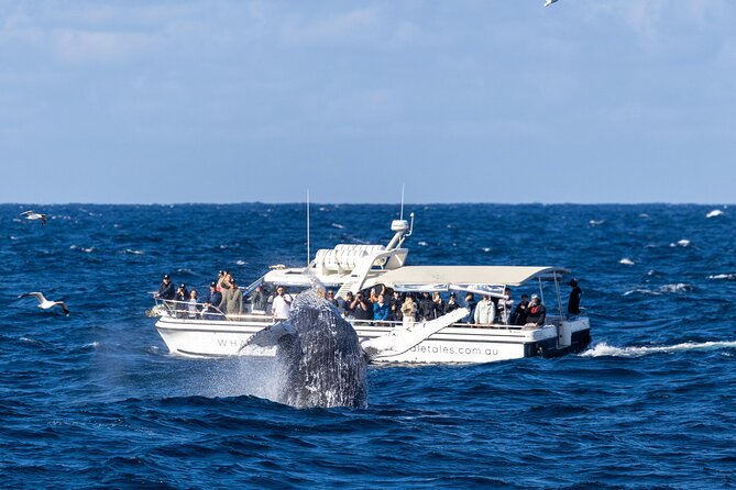 Whale Watching Boat Trip in Sydney - What to wear for an open-ocean ride