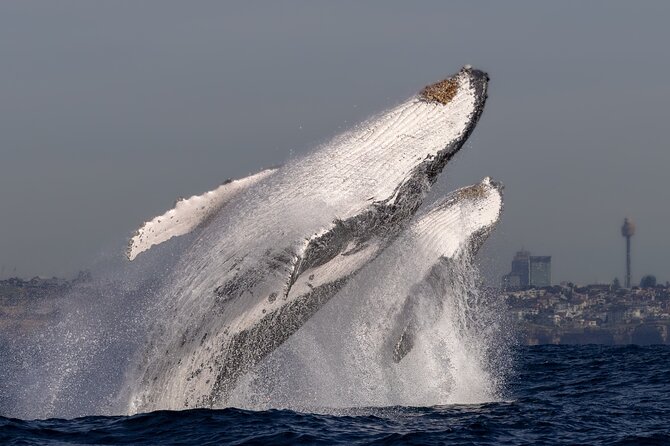 Whale Watching Boat Trip in Sydney - Who will enjoy this cruise most?