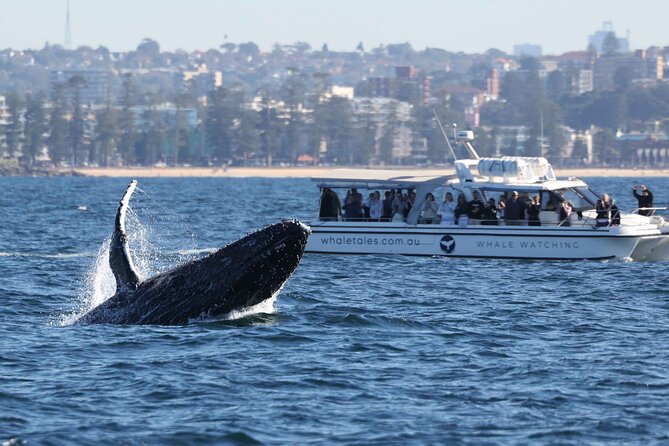 Whale Watching Boat Trip in Sydney - Searching for migrating humpback whales