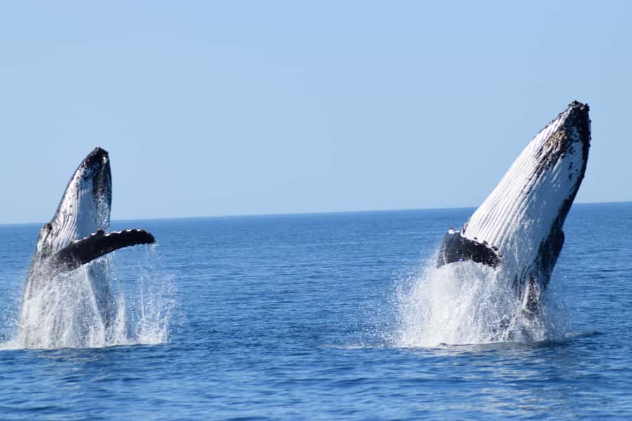 Whale Watching Cruise from Busselton, Augusta or Dunsborough - Key points before you book
