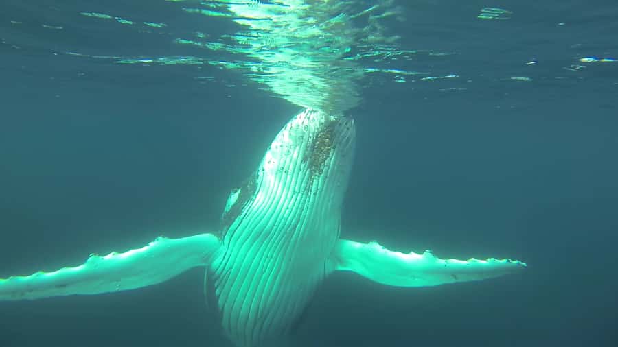 Whale Watching Cruise from Busselton, Augusta or Dunsborough - Family comfort and onboard extras