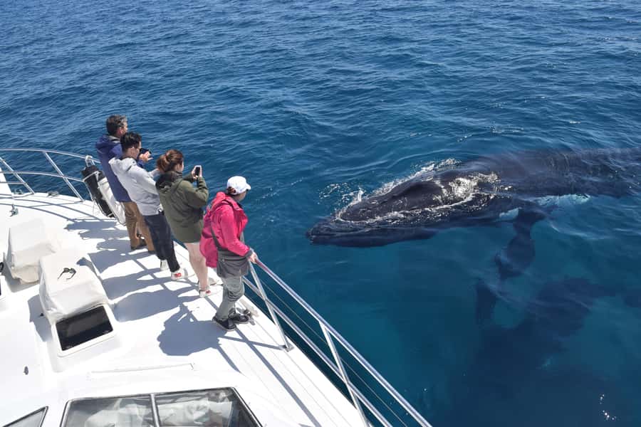 Whale Watching Cruise from Busselton, Augusta or Dunsborough - A boat designed for looking in every direction