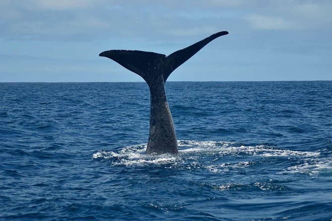 Whale Watching in Kaikoura by Boat - Key points to know before booking