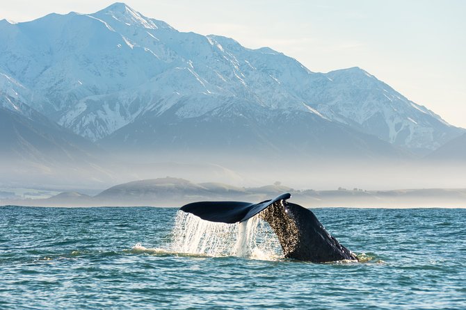 Whale Watching in Kaikoura by Boat - Why Kaikoura is such a strong whale-watching base