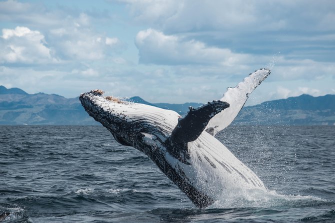 Whale Watching in Kaikoura by Boat - Riding the purpose-built catamaran