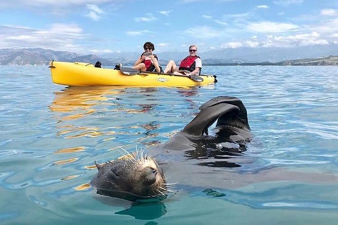 Whale Watching in Kaikoura by Boat - Searching the deep water for sperm whales