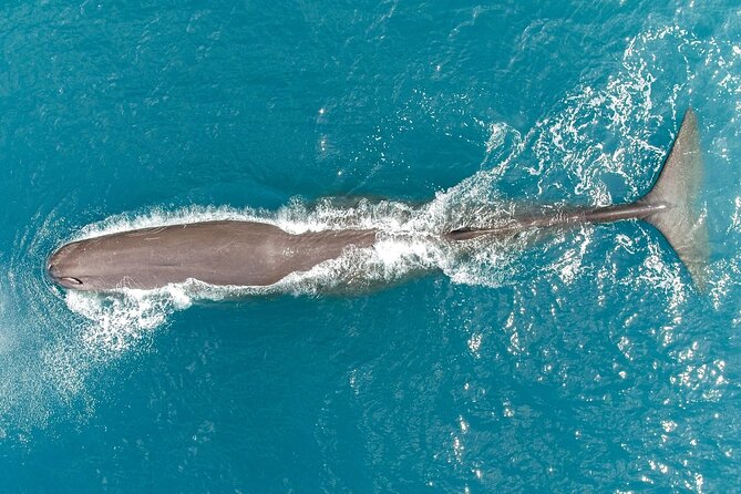 Whale Watching in Kaikoura by Boat - Commentary that adds real value