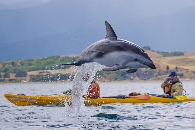Whale Watching in Kaikoura by Boat - Price, value, and the size of the boat