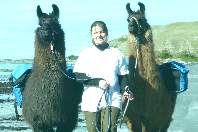 Whale Watching in Kaikoura by Boat - Weather, cancellations, and practical limits
