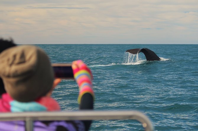 Whale Watching in Kaikoura by Boat - Check-in at Whaleway Station Road